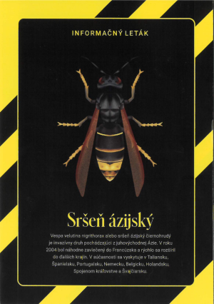 Sršeň ázijský - výskyt v obci Palárikovo